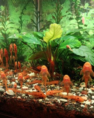 Ancistrus Super Red pesci pulitori
