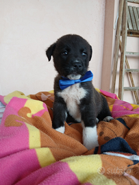 Alvin 45 giorni cucciolo