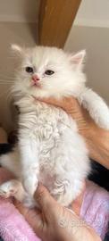 Gatti persiani