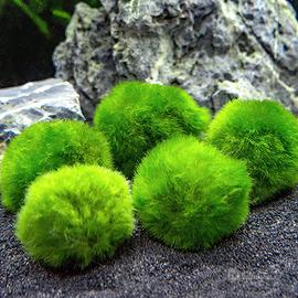 CLADOPHORA Alga Viva Facile Gestione per Acquario
