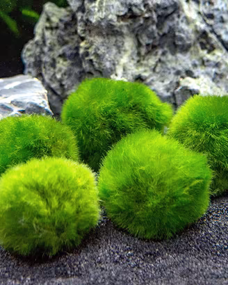 CLADOPHORA Alga Viva Facile Gestione per Acquario
