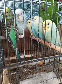 Cocorite nate a Marzo