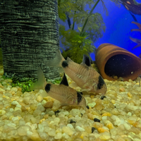 Corydoras panda
