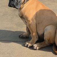 Bullmastiff cuccioli con pedigree