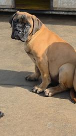 Bullmastiff cuccioli con pedigree