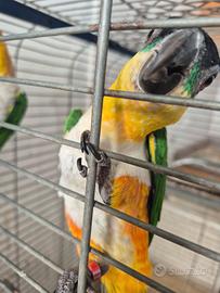 Caicco allevati a mano