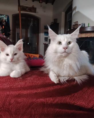 Gattini Maine coon