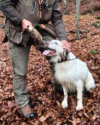 Setter inglese