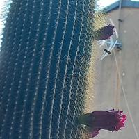 Cactus 3 grandi + vasi