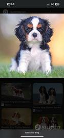 Cane cavalier King