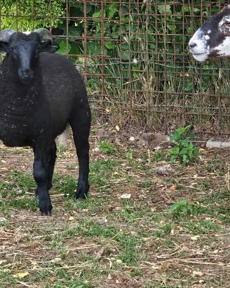 Agnello