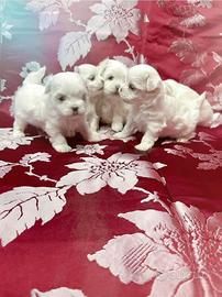 Maltese maschio con pedigree Enci