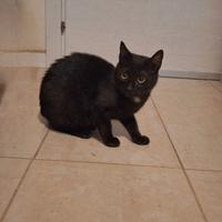 Gattina 5 mesi per adozione in appartamento