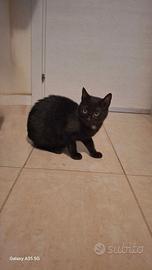 Gattina 5 mesi per adozione in appartamento