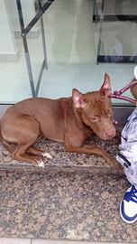 Cucciolana di pitbull