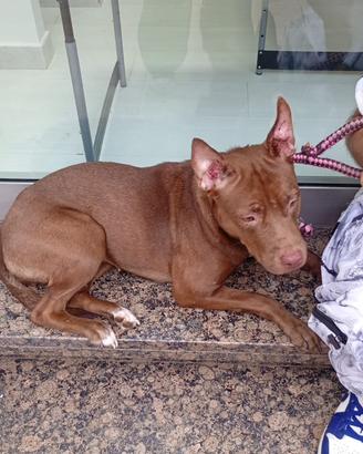Cucciolana di pitbull