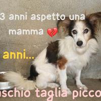 SMIGOL 13 ANNI TAGLIA PICCOLA 10 KG circa