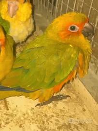 Pappagalli baby (PET)