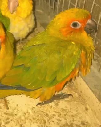 Pappagalli baby (PET)