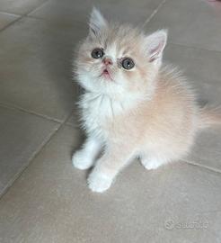 Cucciolo bicolore rosso e bianco exotic shorthair