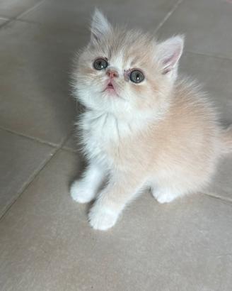Cucciolo bicolore rosso e bianco exotic shorthair