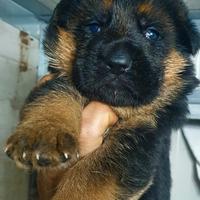 Allevamento cuccioli pastore tedesco