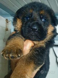 Allevamento cuccioli pastore tedesco