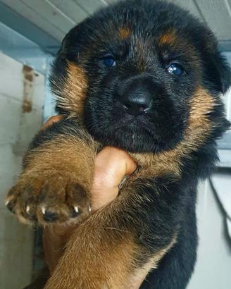 Allevamento cuccioli pastore tedesco