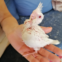 CALOPSITE, INSEPARABILI da Imbecco