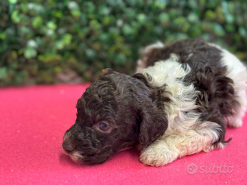Lagotto romagnolo