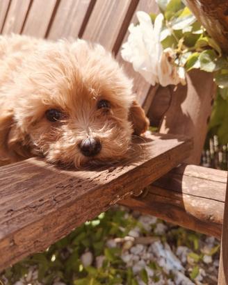 Maltipoo 2 mesi disponibili