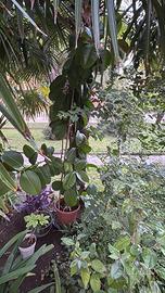 ficus  + erba grassa + vasi in plastica