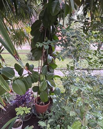 ficus  + erba grassa + vasi in plastica