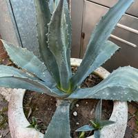 Piante di agave e succulente
