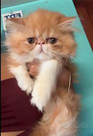 Persiano