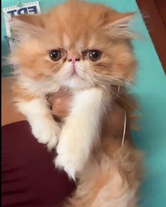 Persiano