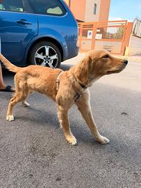 GOLDEN RETRIVER FEMMINA 4 mesi