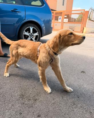 GOLDEN RETRIVER FEMMINA 4 mesi