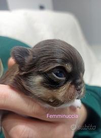 Chihuahua pelo lungo