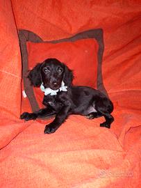 Incrocio tra cocker e barboncino nano