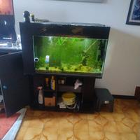 acquario 