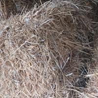 ballette 2025 medica