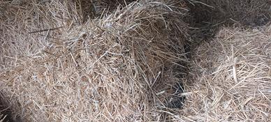 ballette 2025 medica