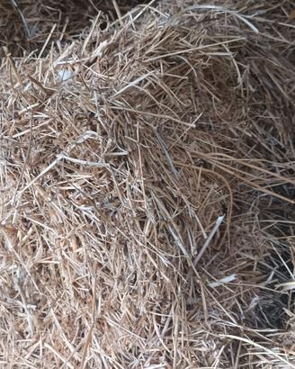 ballette 2025 medica