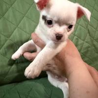Cuccioli di chihuahua