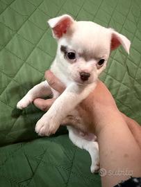 Cuccioli di chihuahua