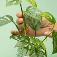 Talee Monstera adansonii - Monkey mask