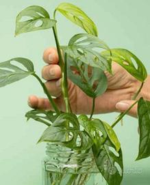 Talee Monstera adansonii - Monkey mask