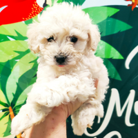 Cucciolo di Maltipoo