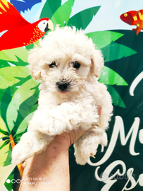 Cucciolo di Maltipoo